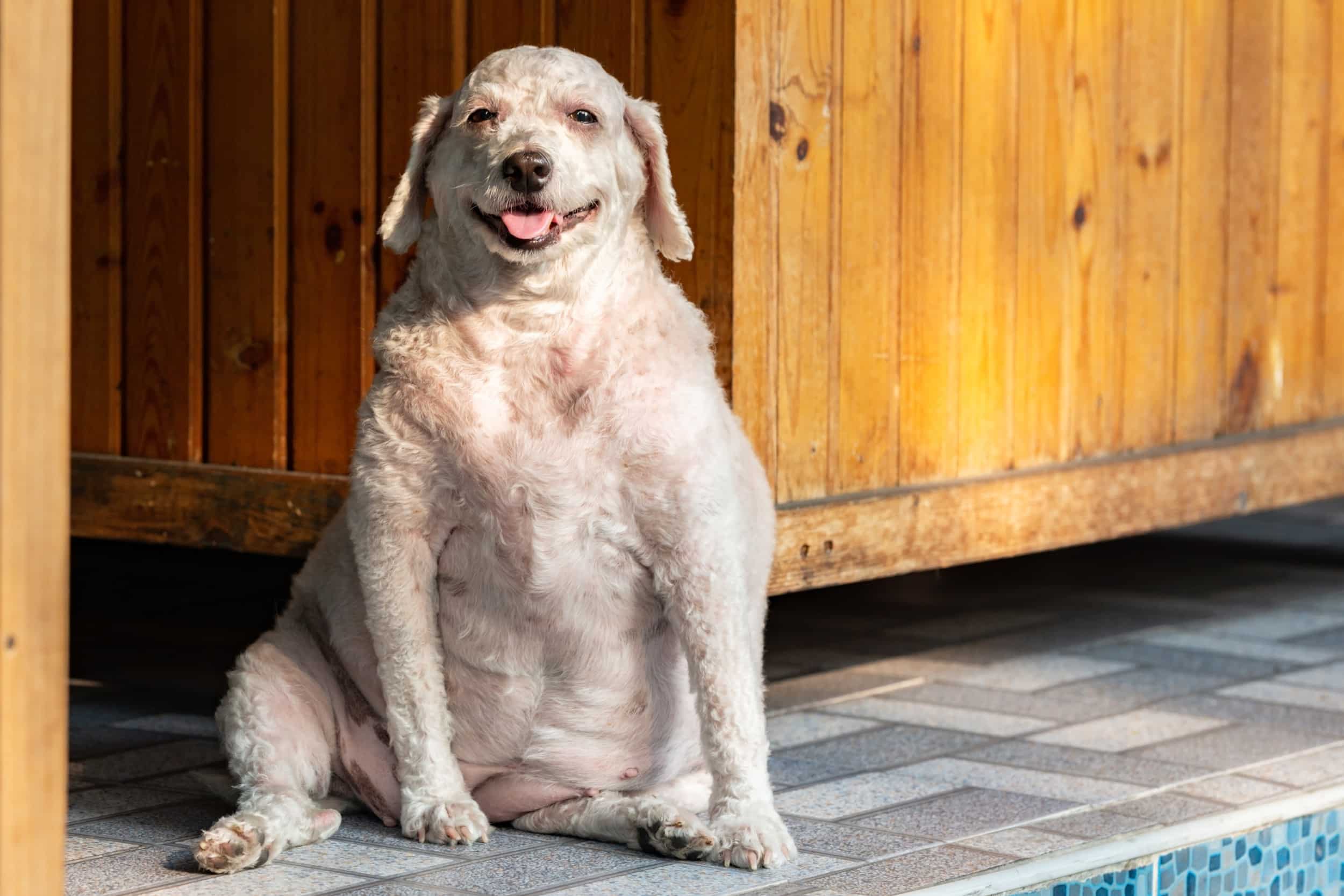 cane sovrappeso