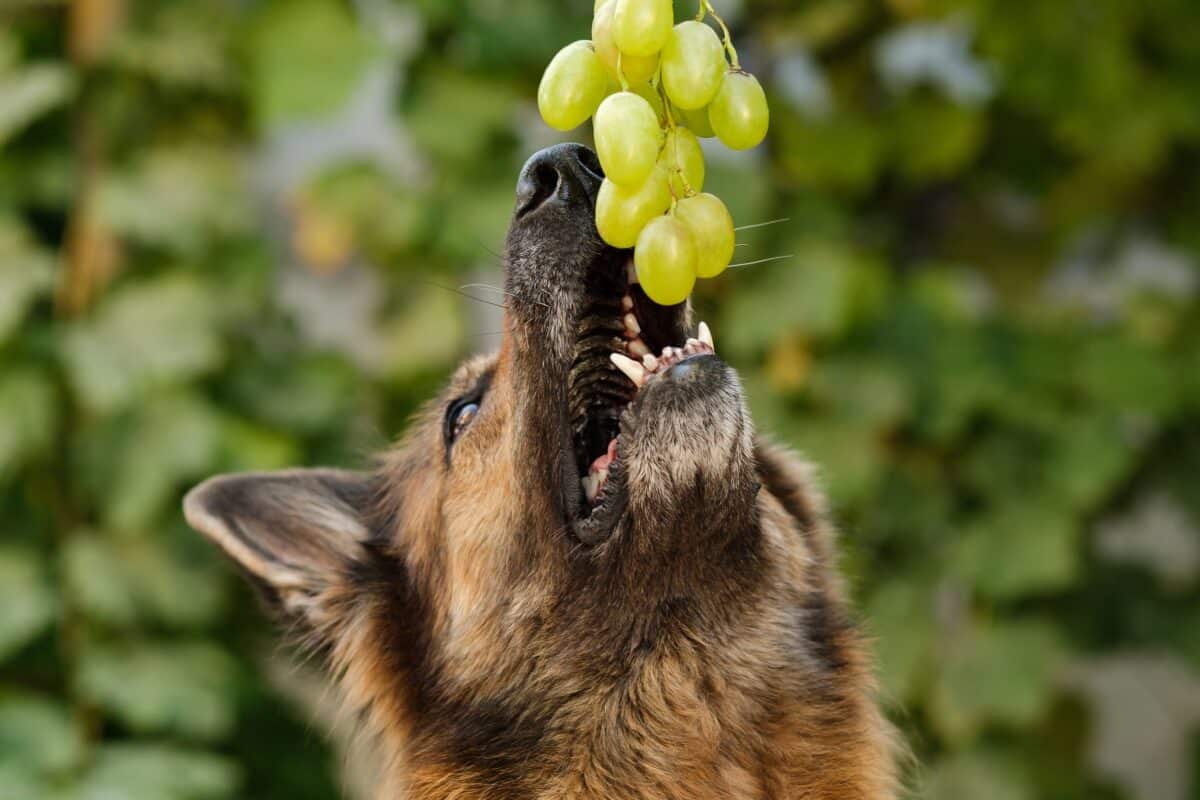 Il cane ha mangiato l’uva: perché è pericolosa e cosa fare subito