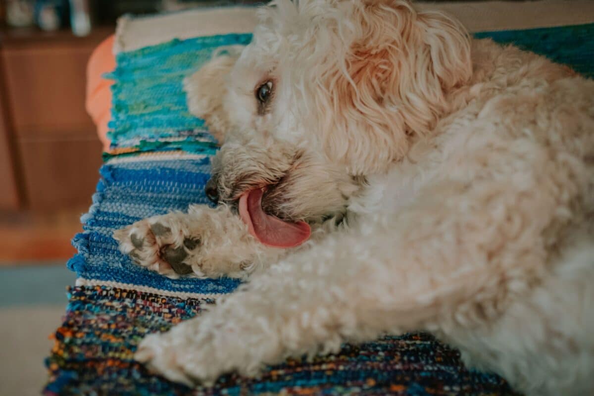 Cane che si lecca continuamente le zampe: allergia, irritazione o Malassezia?