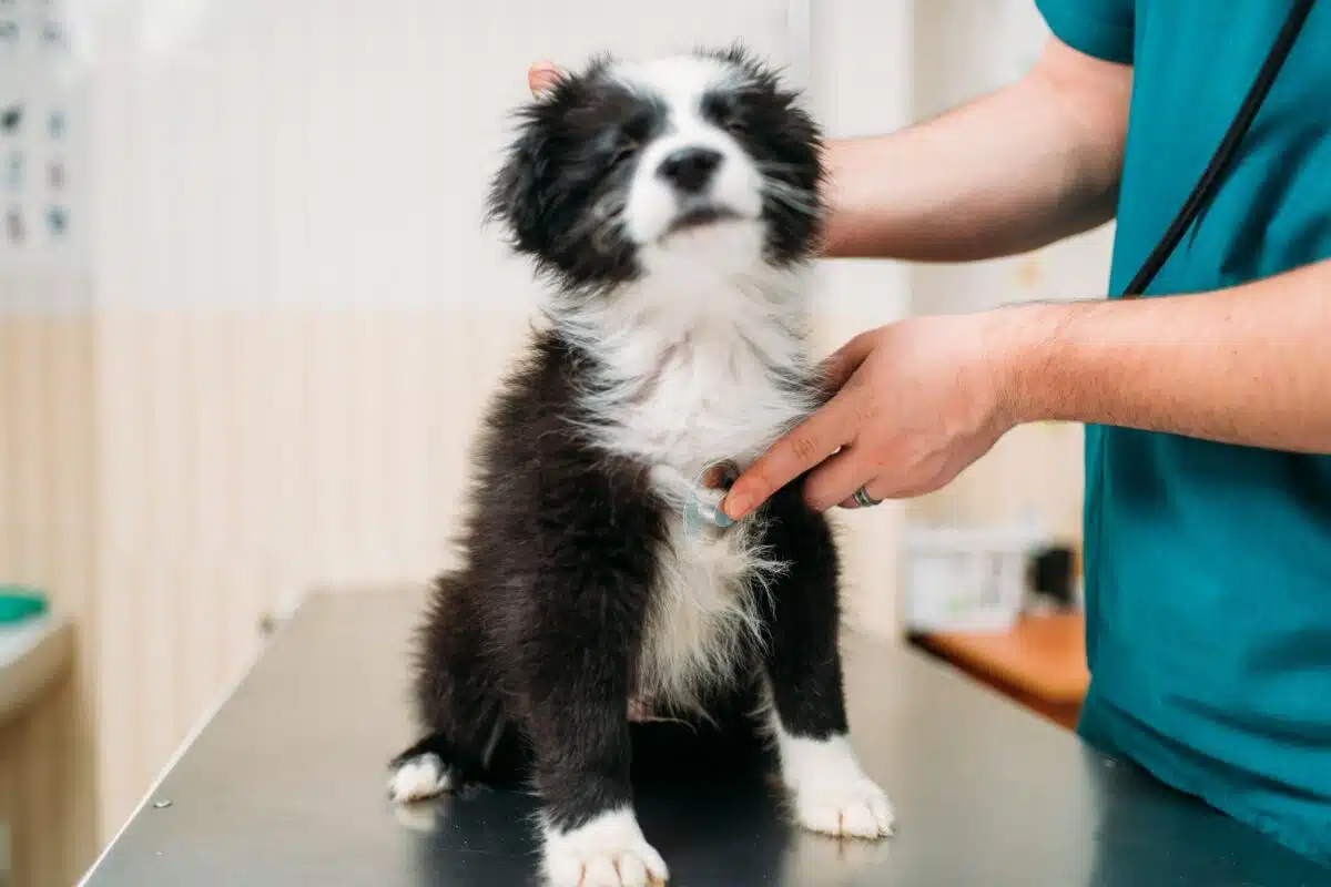 Controllo veterinario dopo l’estate: perché programmare una visita al rientro