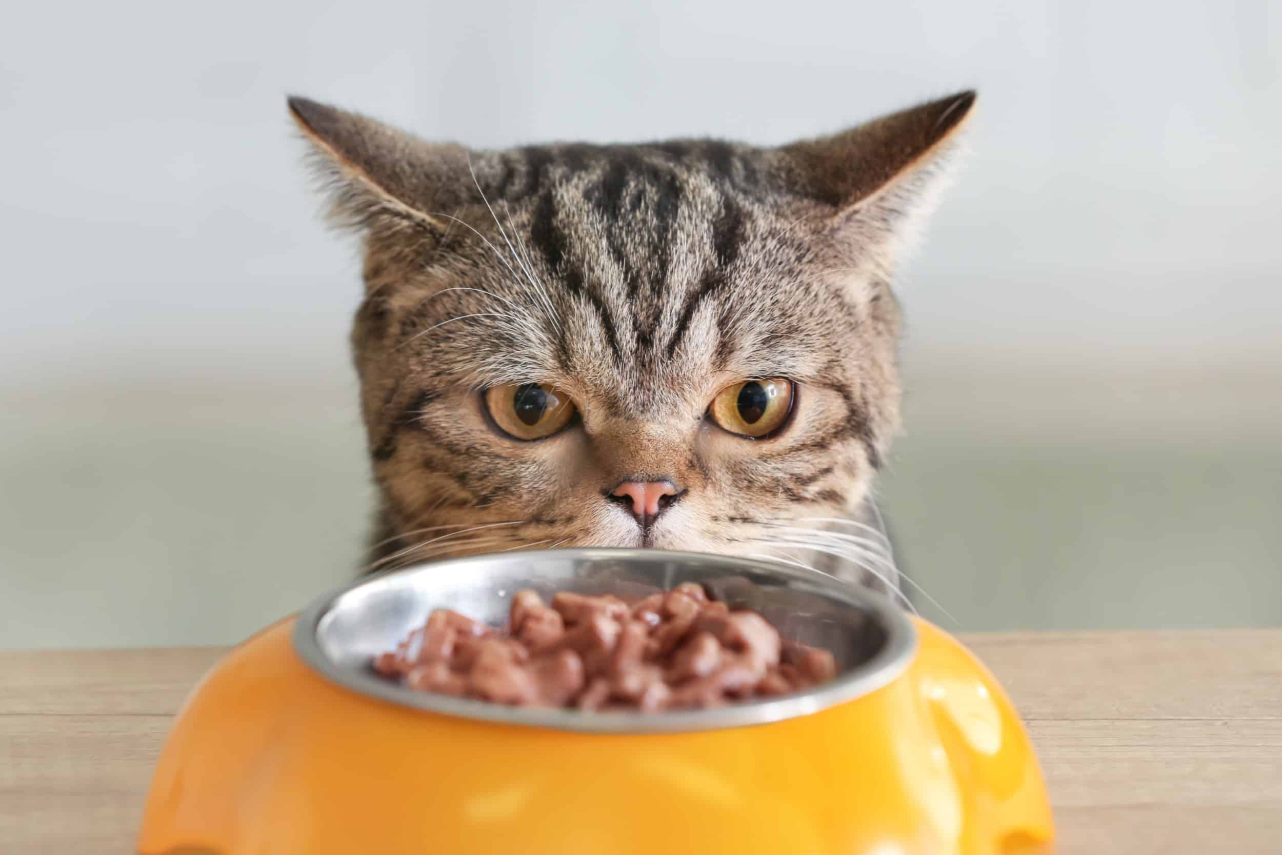Cibo per cani e gatti in estate: come conservarlo quando fa caldo