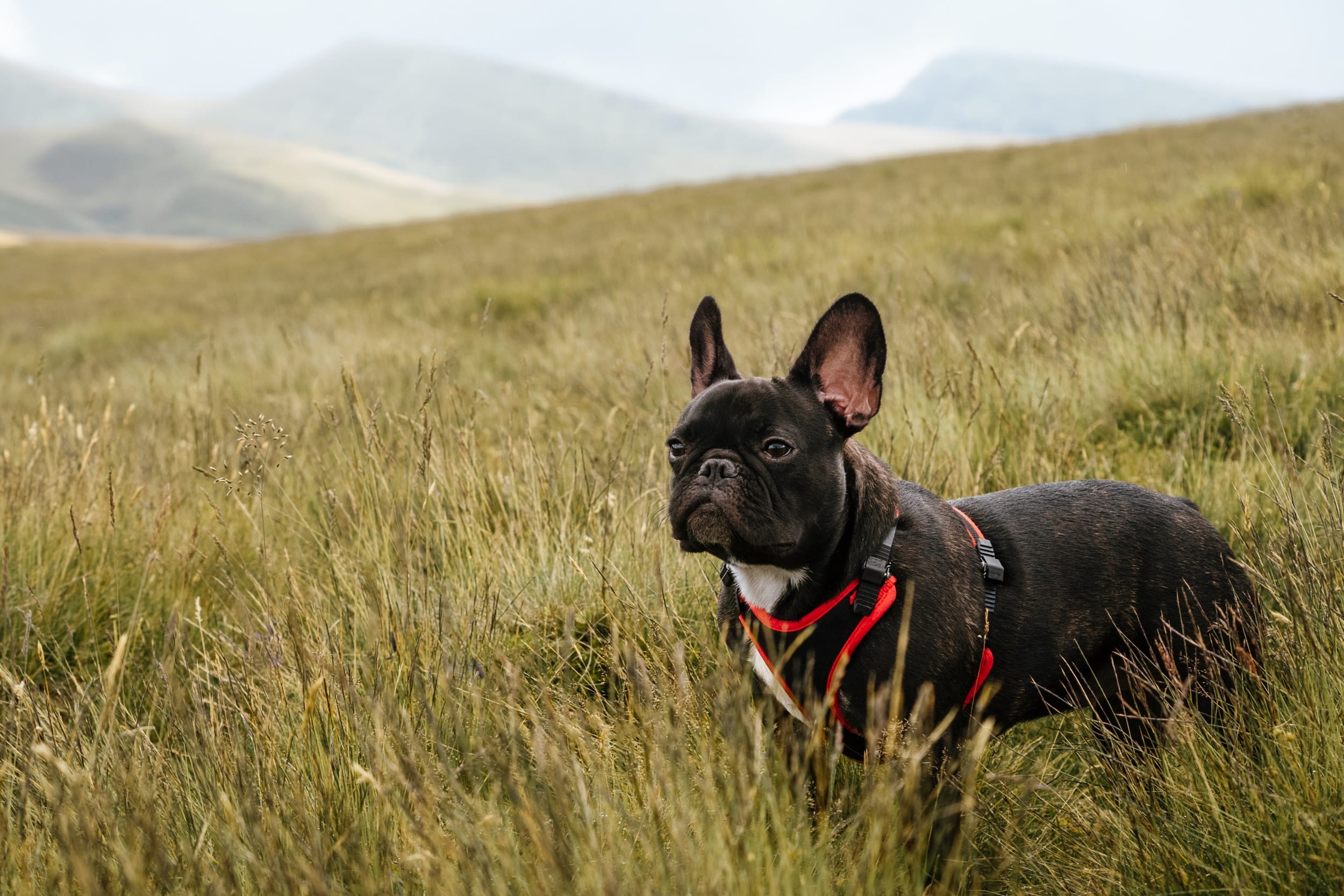 Corpi estranei nel cane e nel gatto: i rischi più frequenti in estate