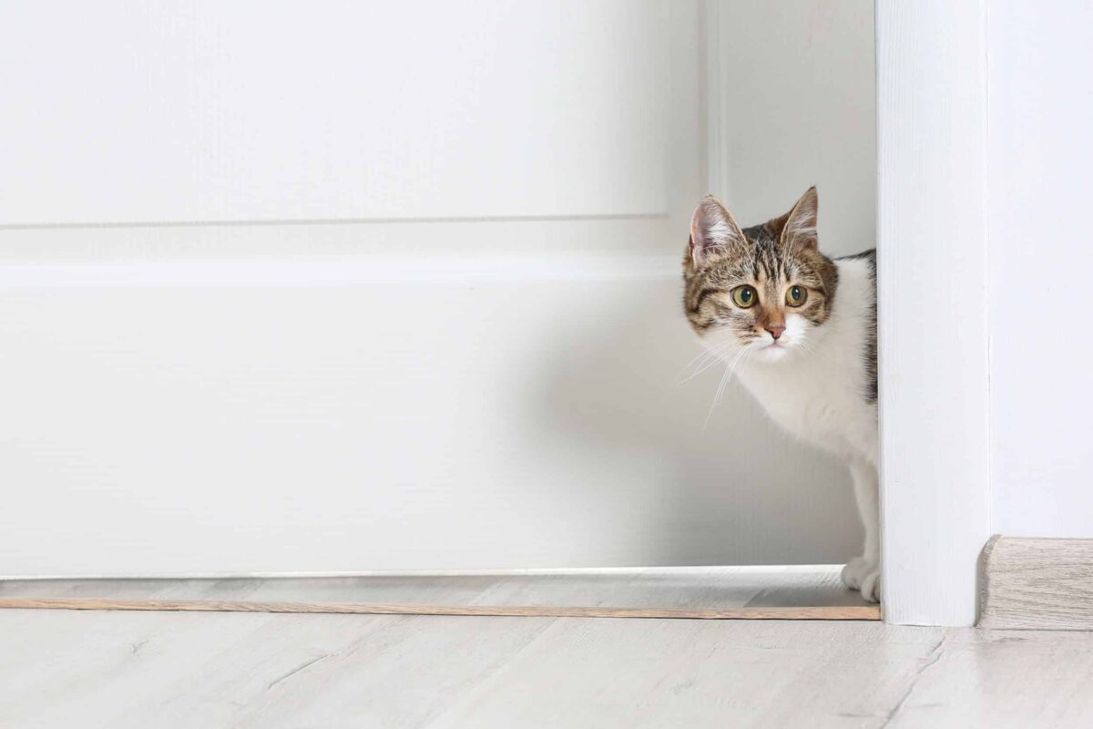Gatto solo in casa durante le vacanze: come organizzarsi in sicurezza