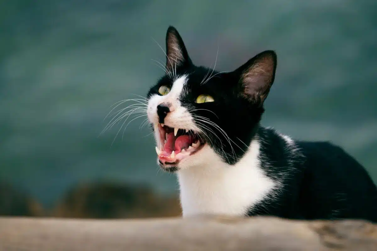 Gatto che miagola tanto: cause possibili e quando è un segnale da controllare