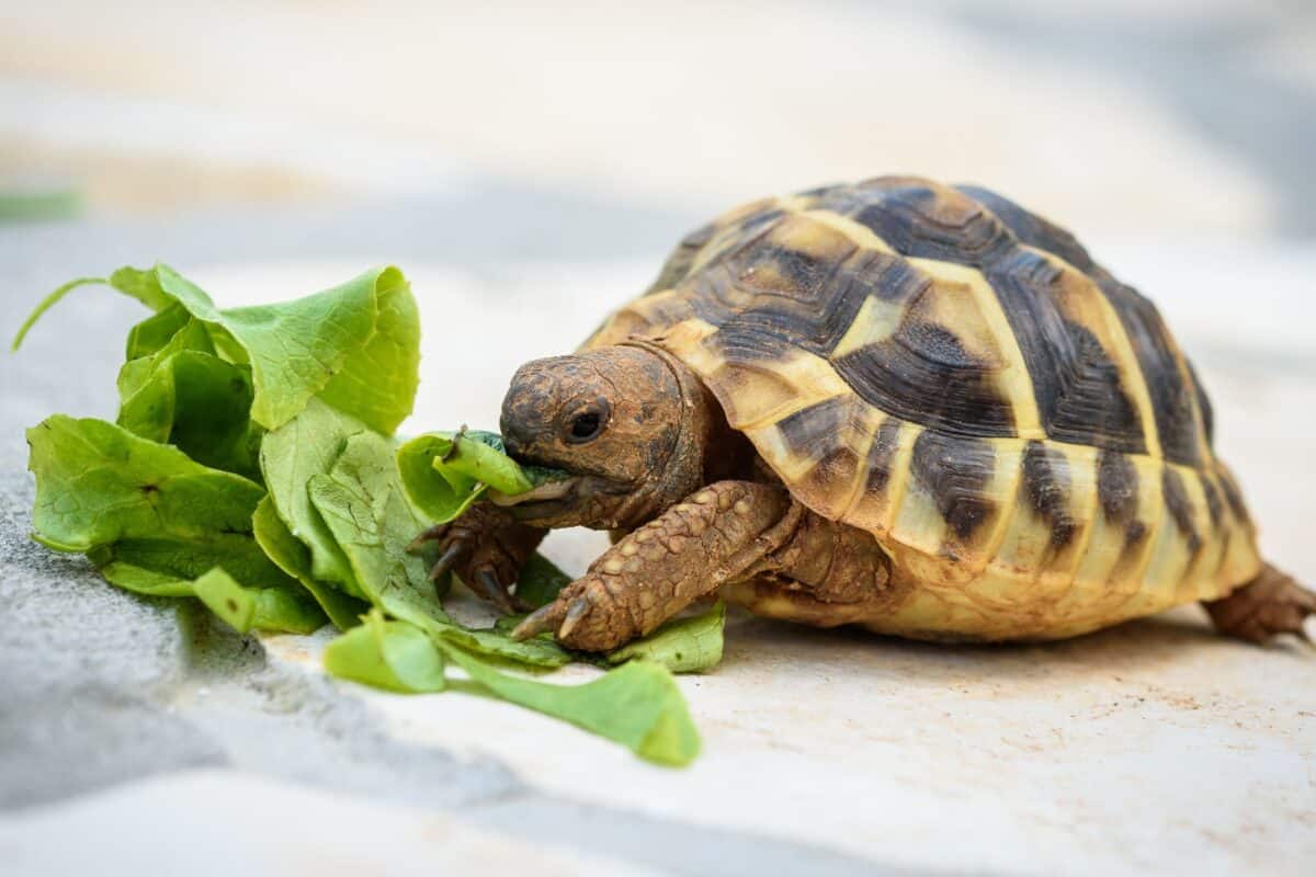 Tartaruga che non mangia in autunno: si prepara al letargo o sta male?
