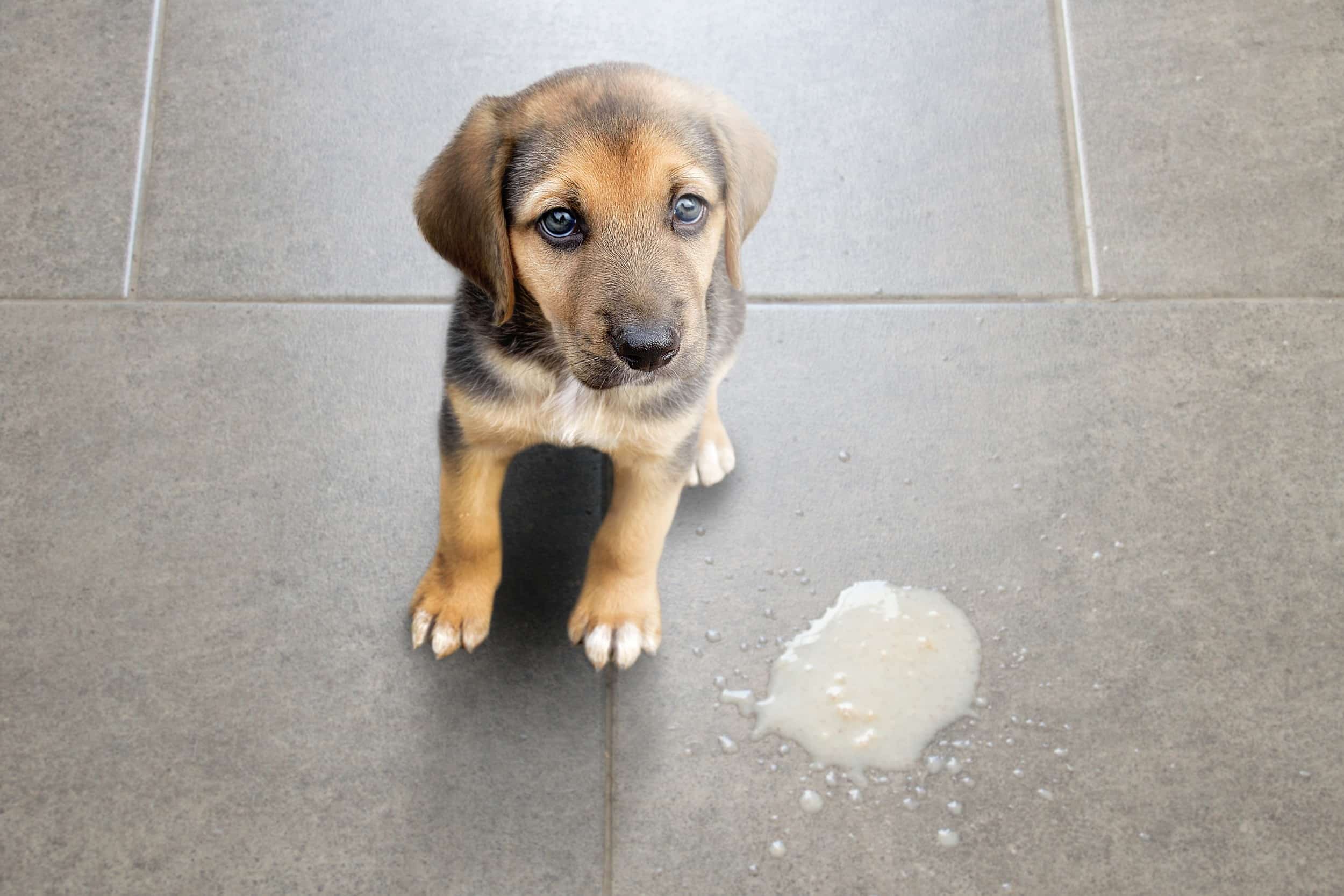Vomito e diarrea nel cane in estate: cause frequenti e quando preoccuparsi
