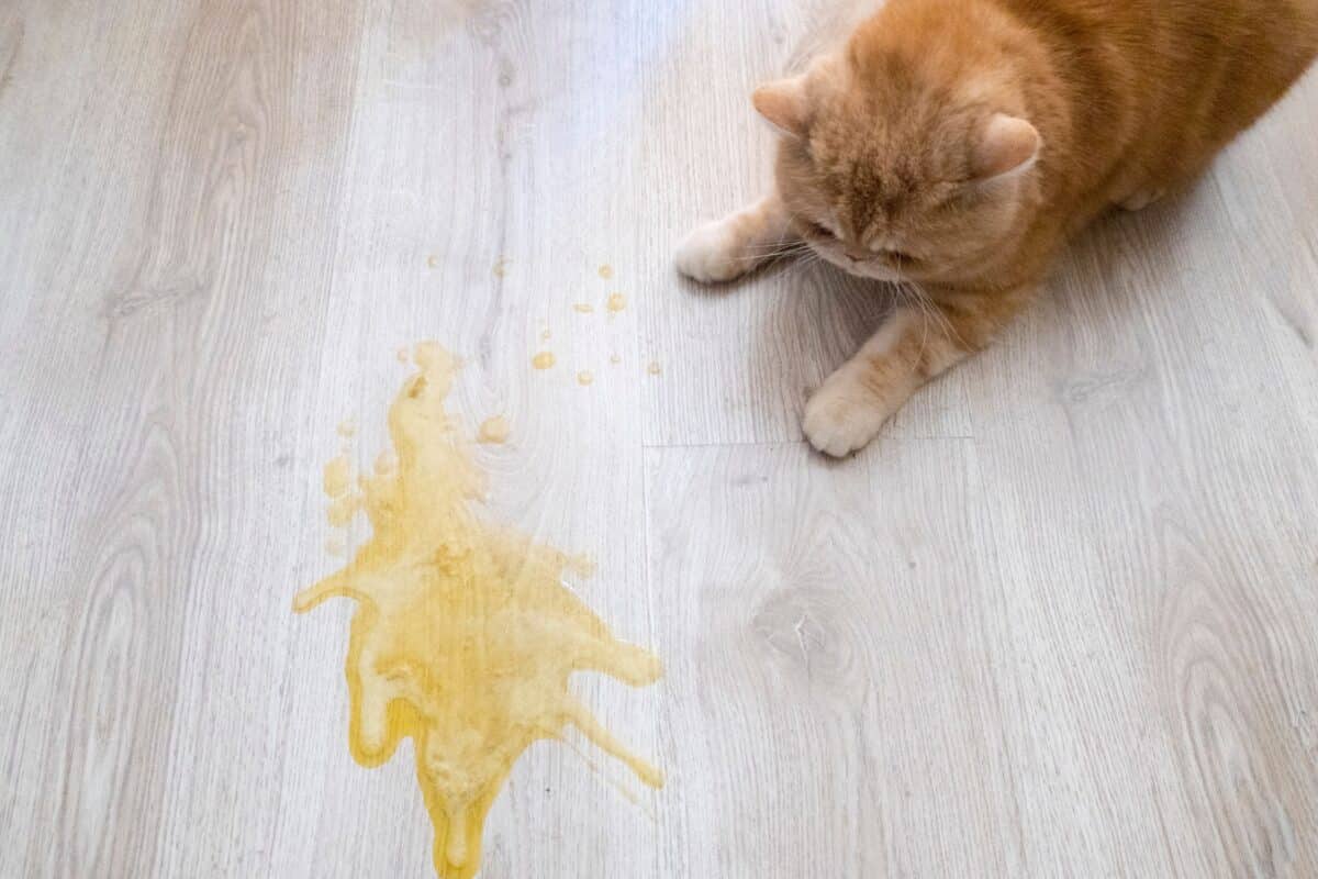 Gatto che vomita schiuma bianca o gialla: cause possibili e quando preoccuparsi