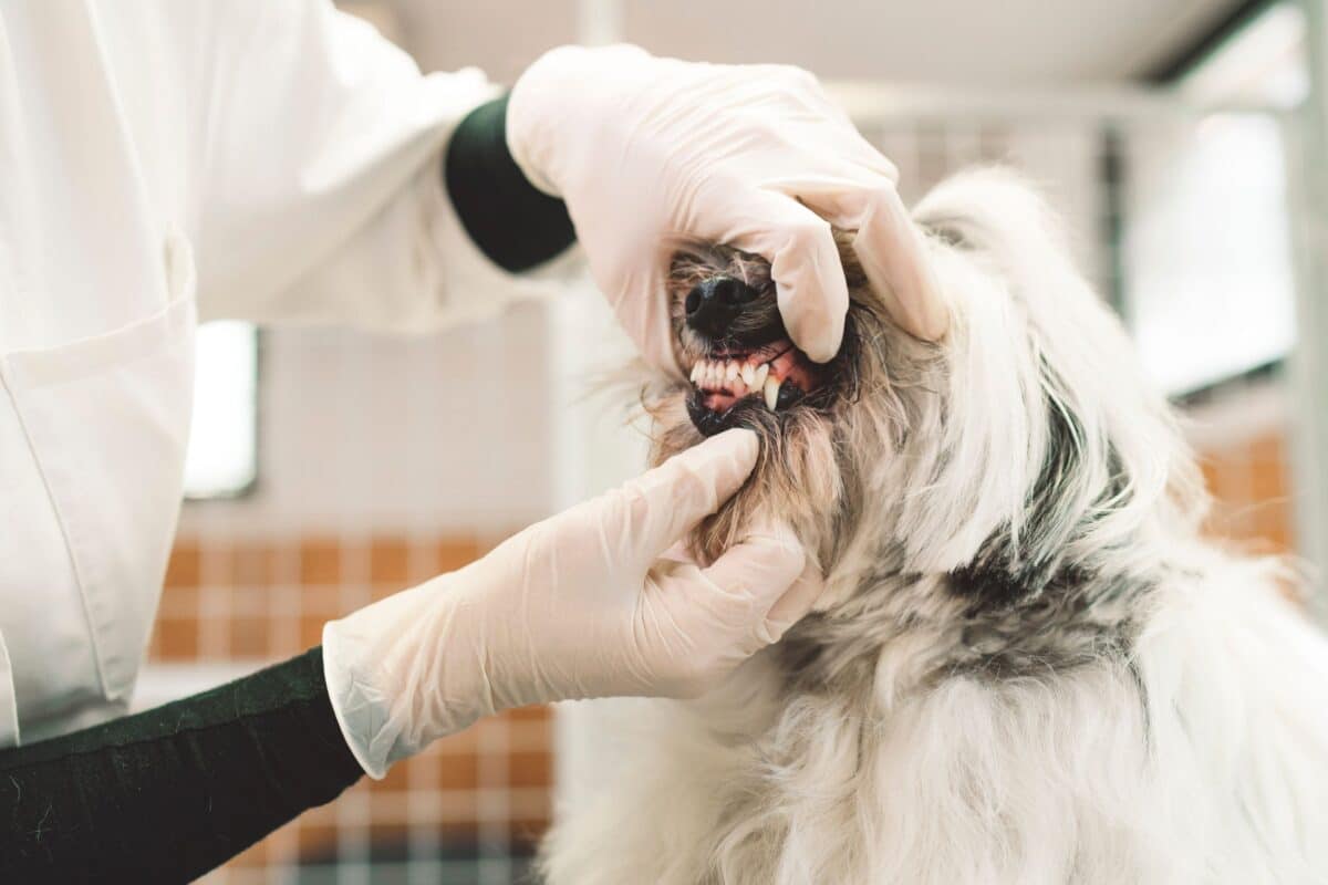 Gengive pallide nel cane e nel gatto: cosa possono indicare?