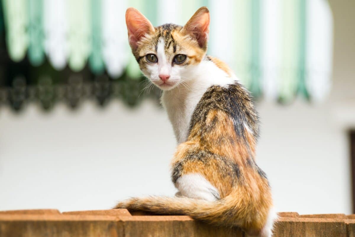 Il gatto mangia ma dimagrisce: quando può essere ipertiroidismo