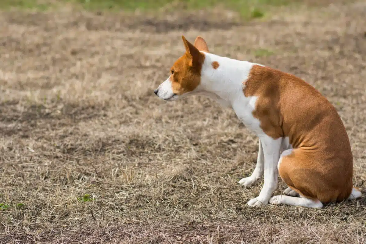 Il cane trascina il sedere a terra: vermi, prurito o ghiandole perianali?