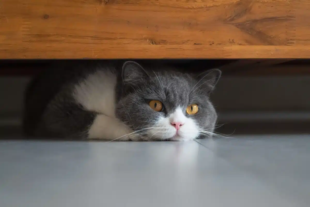 Gatto che si nasconde dopo un cambiamento: stress o problema di salute?