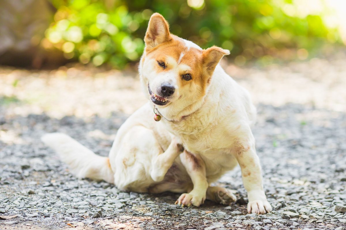 Cane si gratta in autunno: quali possono essere le cause?