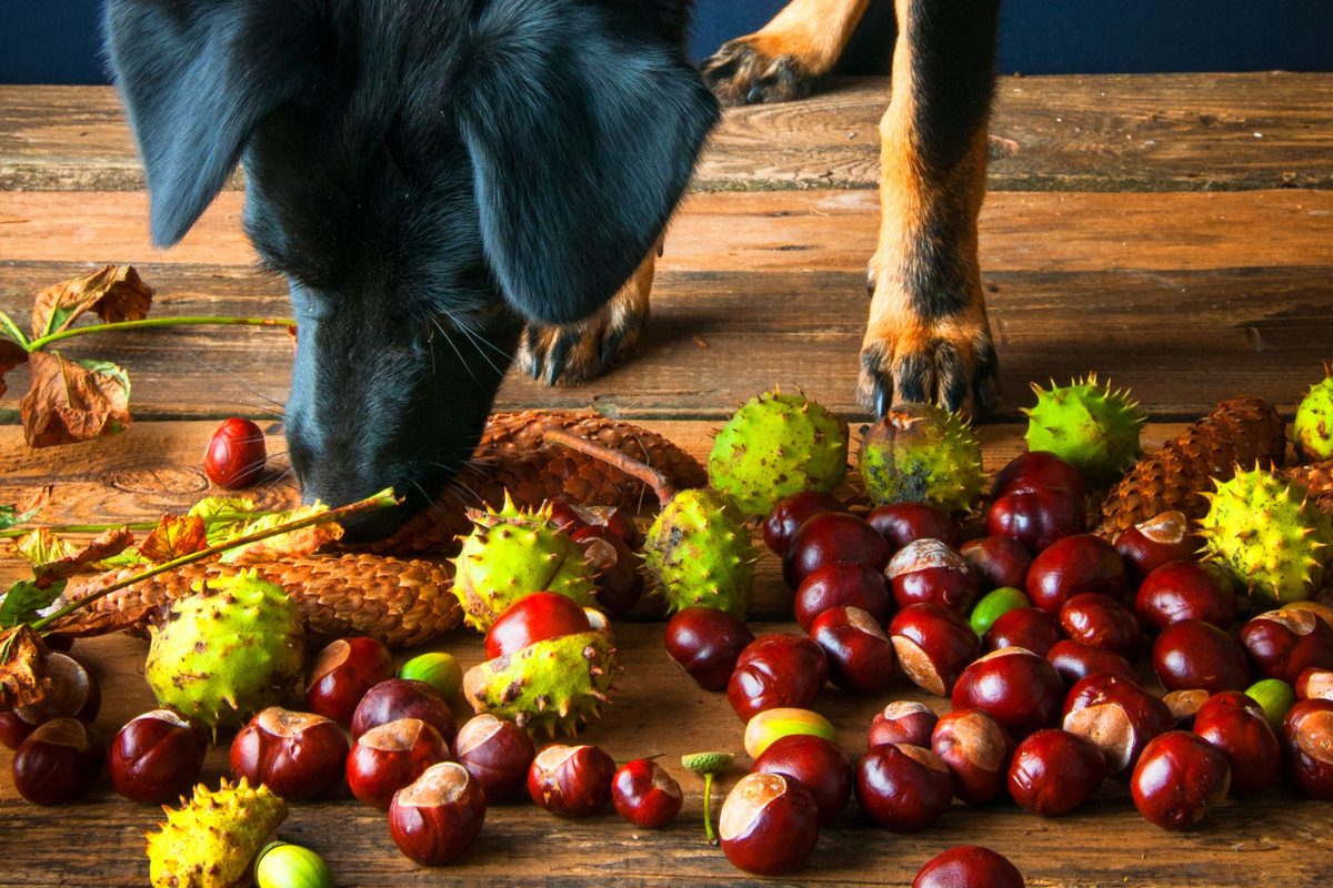 Ghiande e castagne sono pericolose per il cane? Rischi e cosa fare se le mangia