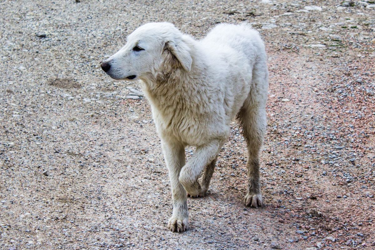 Cane zoppica quando si alza: quali possono essere le cause?